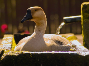 Vögel