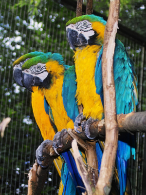Vögel