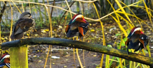 Vögel