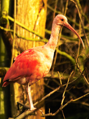 Vögel