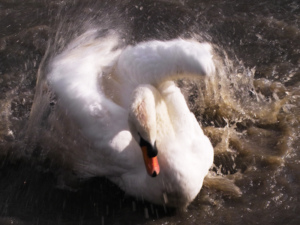 Vögel