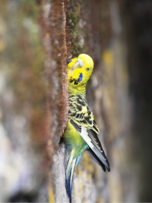 Vögel