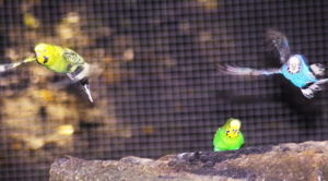 Vögel