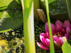 Natur im Park